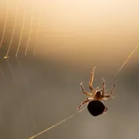 spider in web