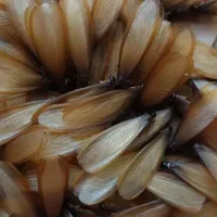 termites with wings