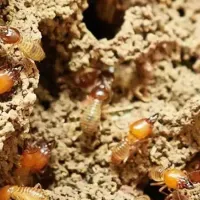 termites