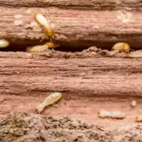 termites in wood