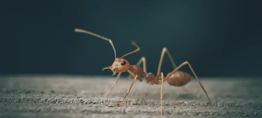 ant