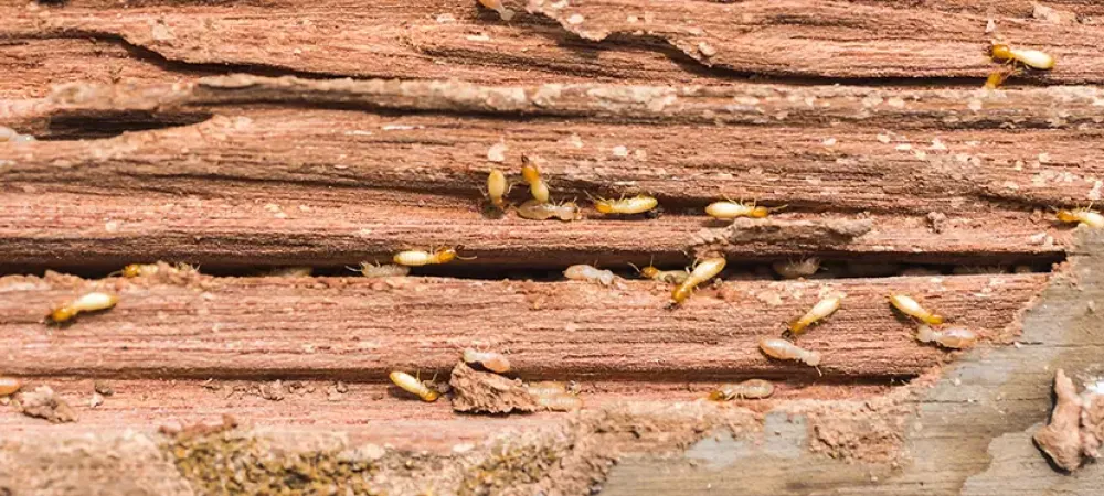 termites in wood