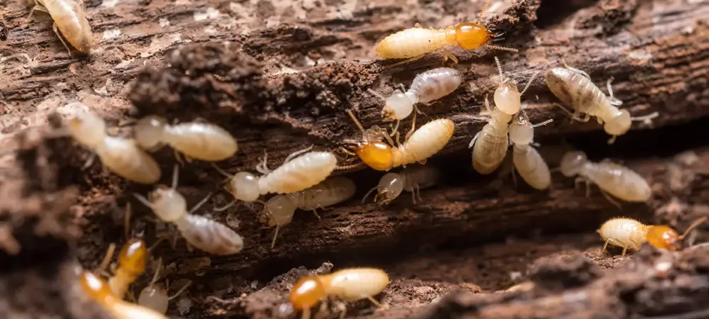 termites on wood