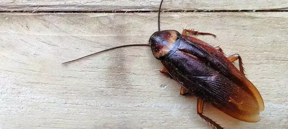 American Cockroach on a wood table