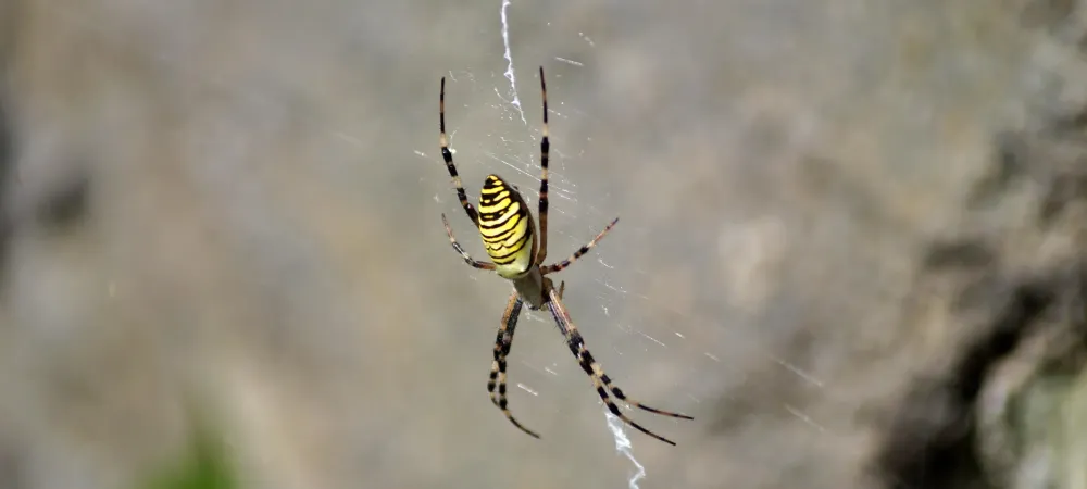 banana spider in Florida