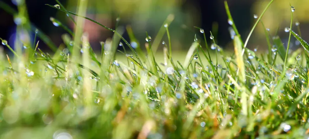 grass