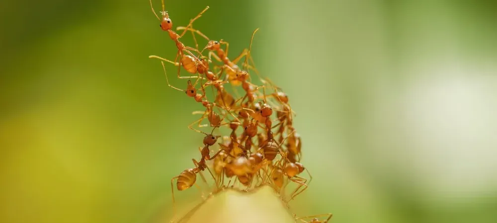 ants