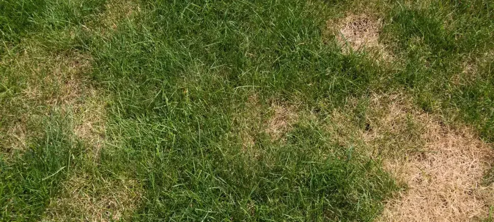 brown grass