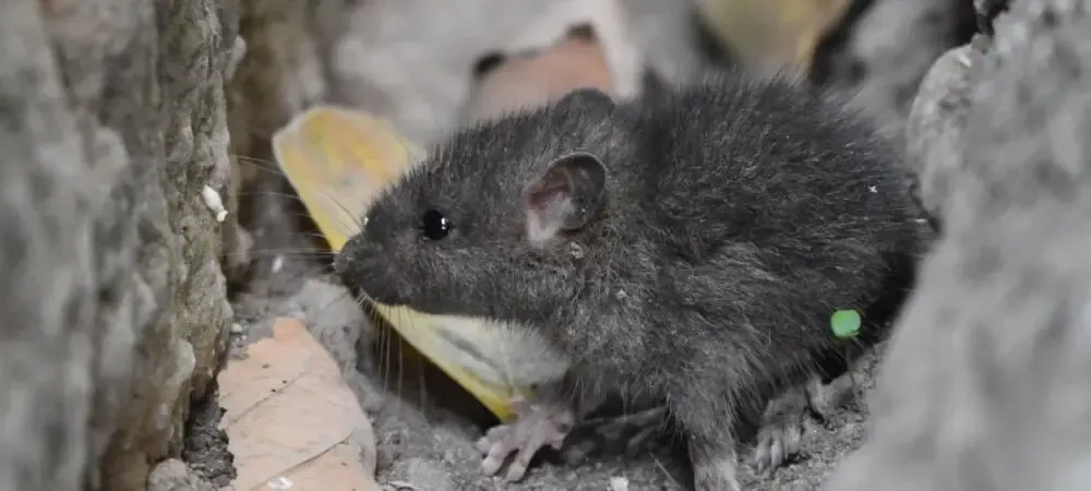 mouse