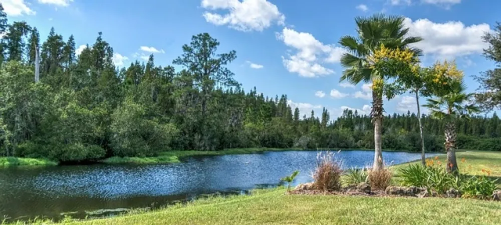 Grassy area & pond in Florida
