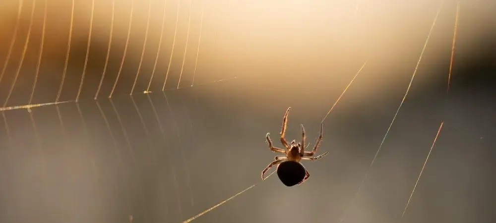 spider in web