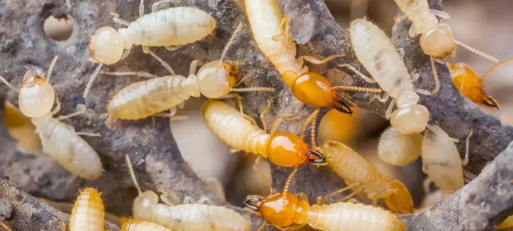 group of termites