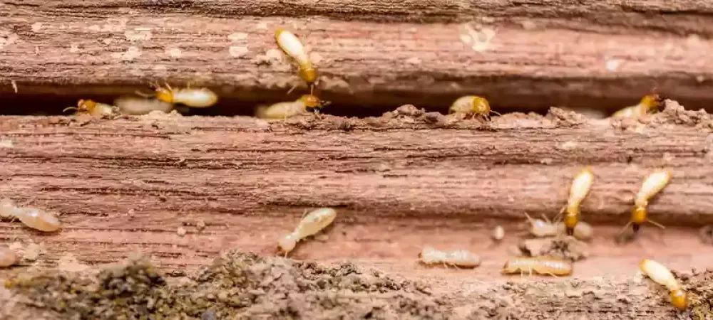 termites in wood