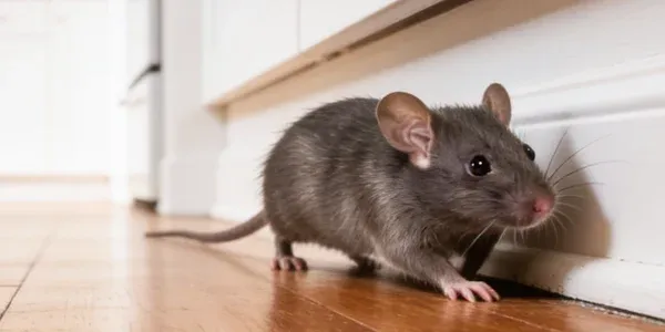 mouse in a kitchen