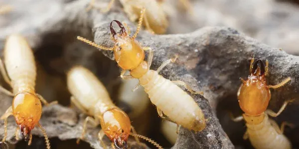 termites