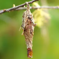 Florida Plaster Bagworm