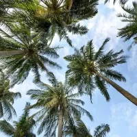 palm trees